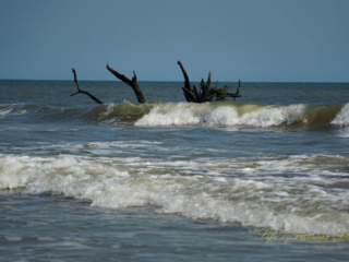 Botany Bay Ocean waves rolling into the shore, A downed tree stretching out from the water.