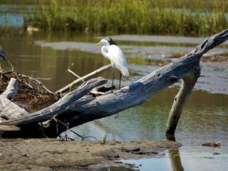 Egret Egret on a downed tree in a saltwater marsh.