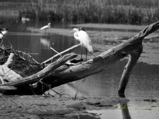 Egret Black and white of an egret on a downed tree in a saltwater marsh.