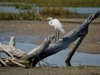 Egret Egret on a downed tree in a saltwater marsh.
