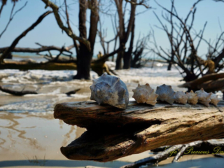 Conch Shell Several conch shells lined up along a downed tree at Botany Bay beach. The ocean waves in the background.