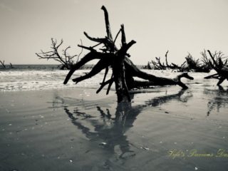 Botany Bay Black and white of driftwood scattered and reflecting on the water at Botany Bay beach.