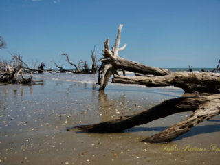 Botany Bay Driftwood scattered along Botany Bay beach.