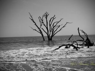 Botany Bay Black and white of trees surrounded by ocean water at Botany Bay beach.