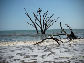 Botany Bay Trees surrounded by ocean water at Botany Bay beach.