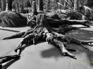 Botany Bay Black and white of driftwood scattered along Botany Bay beach.
