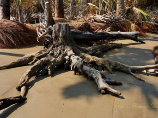 Botany Bay Driftwood scattered along Botany Bay beach.