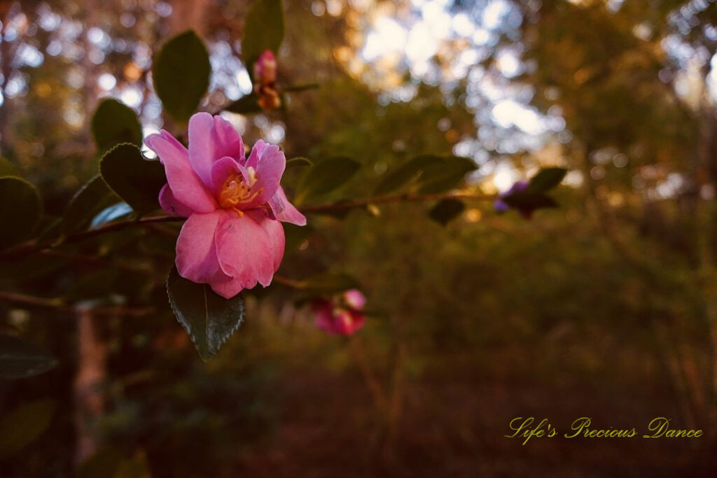 Close up of a camellia in full bloom.
