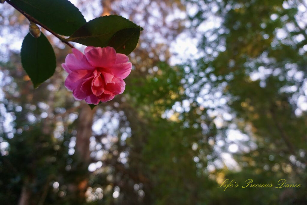 Close up of a camellia in full bloom.