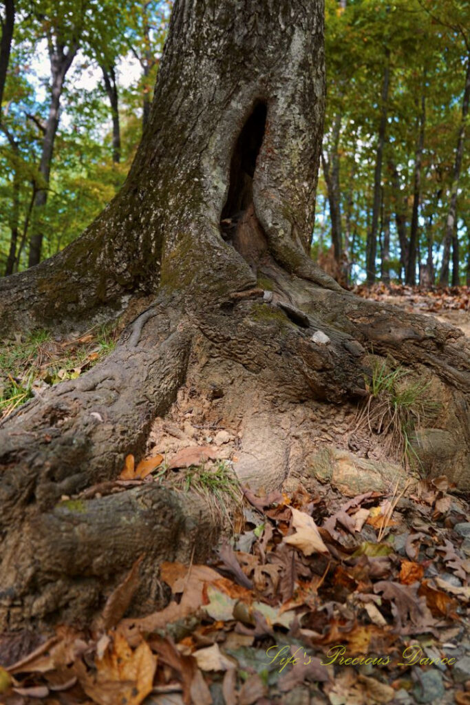Looking upward at the base of a tree along a trail. Scattered dead leaves at its base.