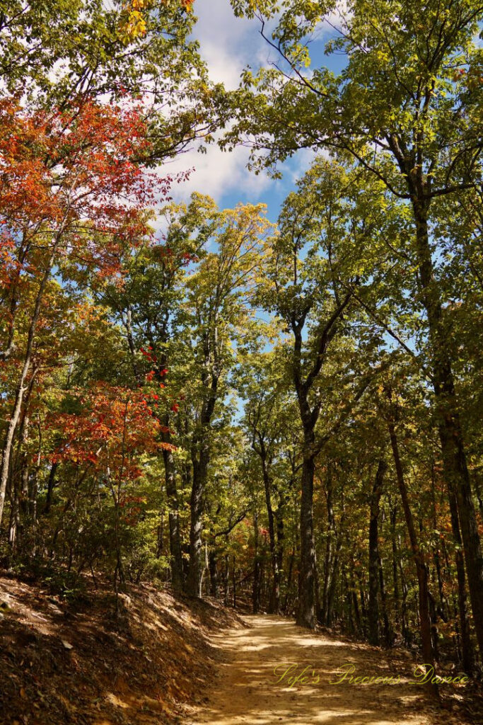 Nature trail surrounded by pines and colorful hardwoods.
