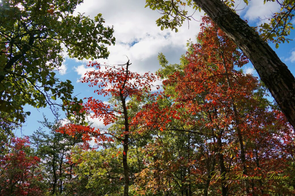 Looking upward at colorful trees along a trail at Hanging Rock State Park. Passing clouds in the background.