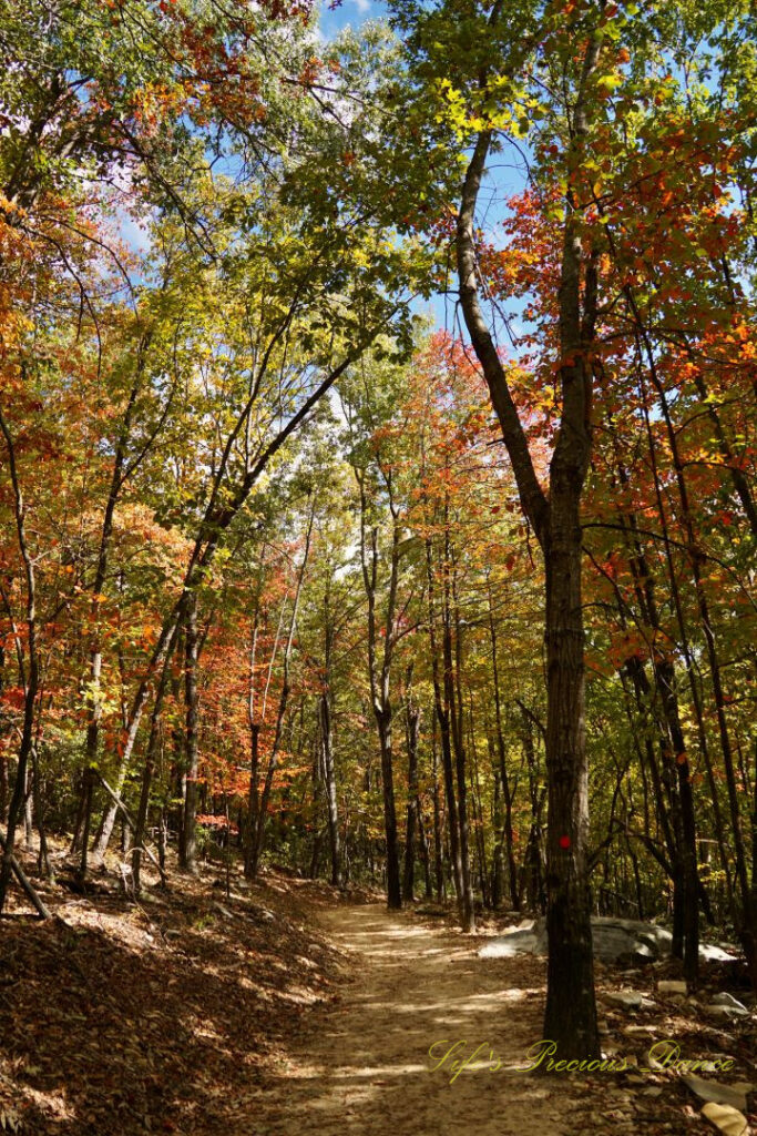 Nature trail at Hanging Rock State Park, surrounded by pines and colorful hardwoods.