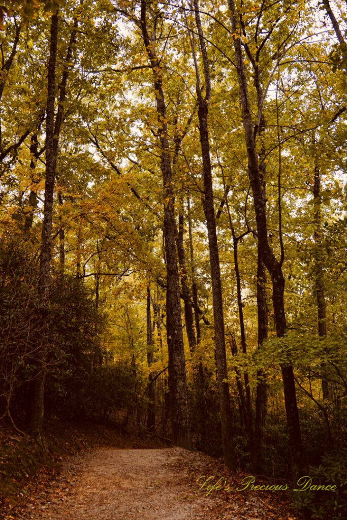 Golden colored trees along a trail at Hanging Rock State Park