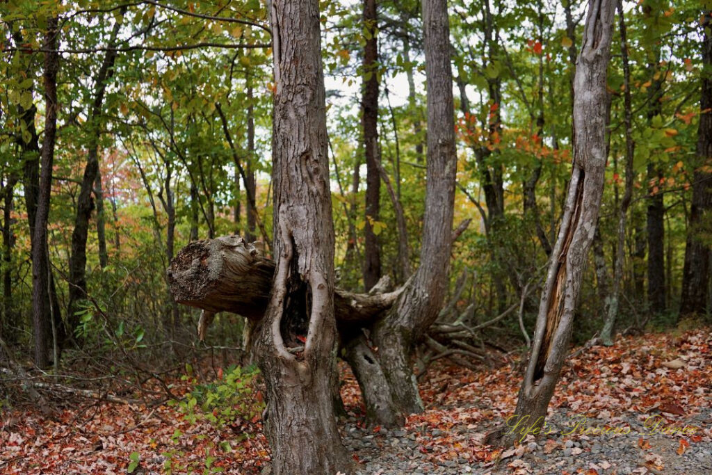 Downed tree along a trail appearing to be clinging to another tree.