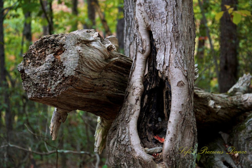 CLose up of a downed tree appearing to go through the center of another tree.