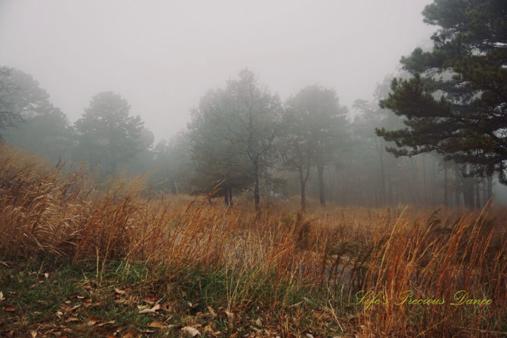 Vibrant colored dying grass in front of trees, surrounded by fog.