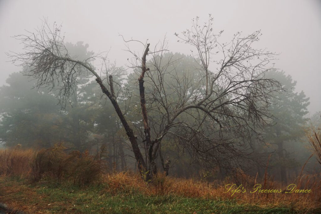 Lone, bare tree with vibrant dying grass at its base. Fog surrounds the forest in the background.