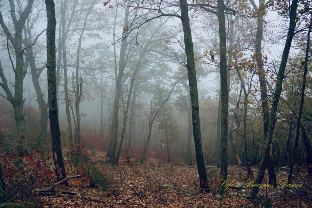 Foggy forest at PIlot Mountain State Park. Leaves covering the ground.