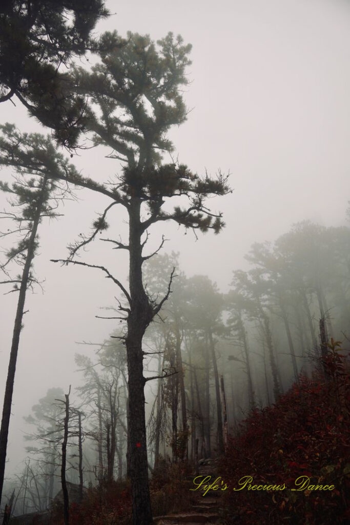 Looking upward at fog surrounded trees. on a slant, at Pilot Mountain State Park.