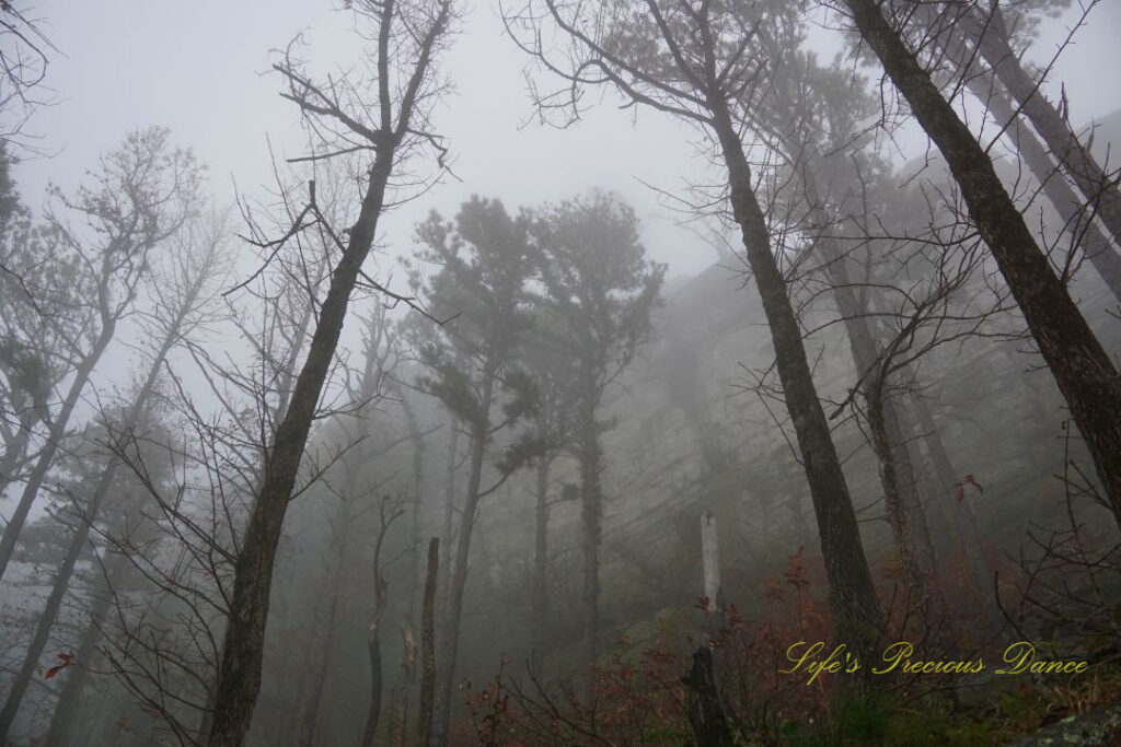 Looking upward at a mix of bare hardwoods and pines surrounded by fog. Pilot Mountain in the background.