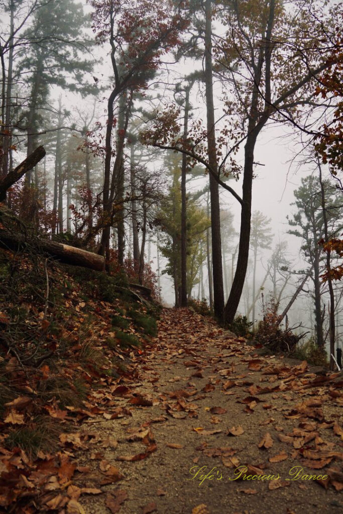 Looking down a leave covered trail. Trees in the background surrounded by fog.
