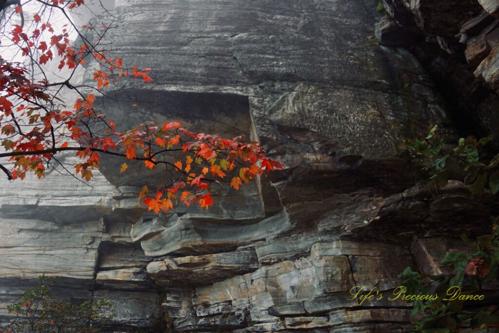 A branch with colorful leaves jutting in front of the base of Pilot Mountain.