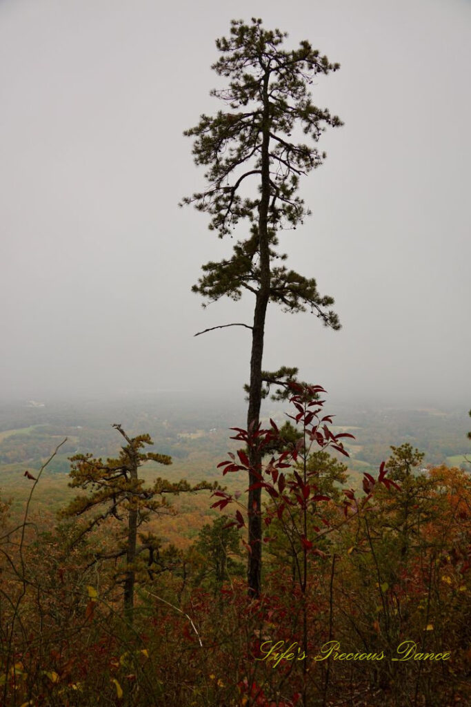 Pine tree standing tall amongst others, The foggy valley in the background.