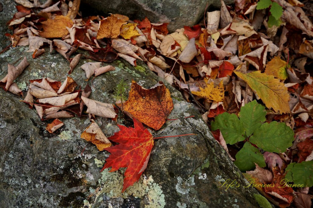Close up of scattered leaves on a moss covered rock.