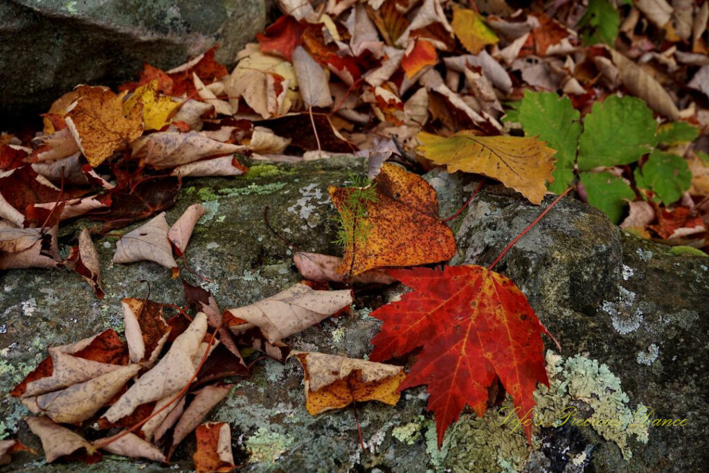 Close up of scattered leaves on a moss covered rock.