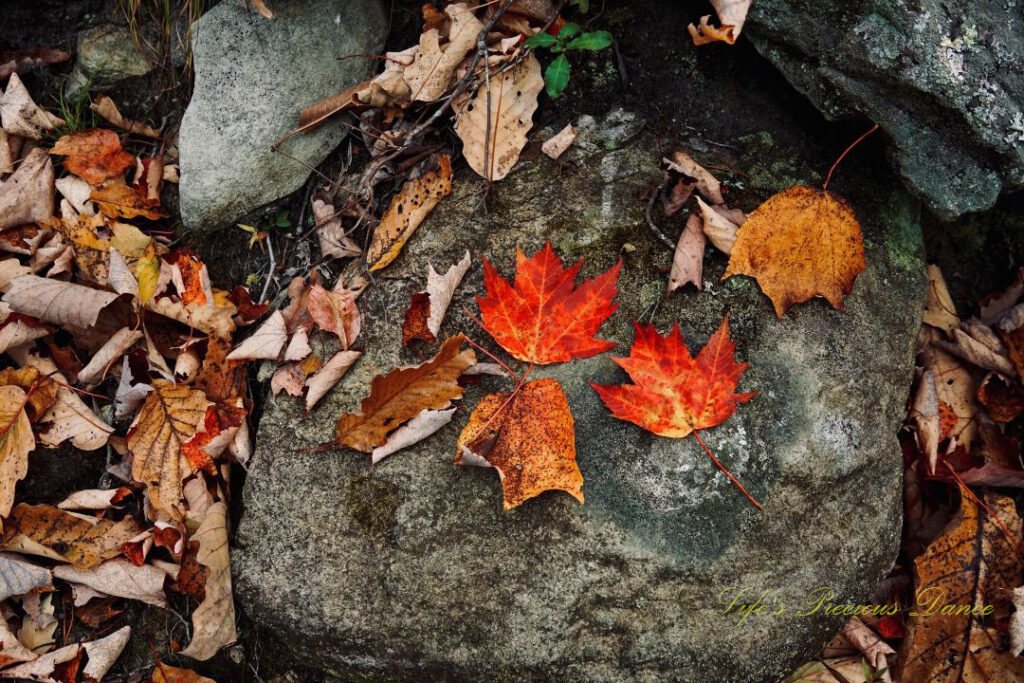 Close up of scattered leaves on a moss covered rock.