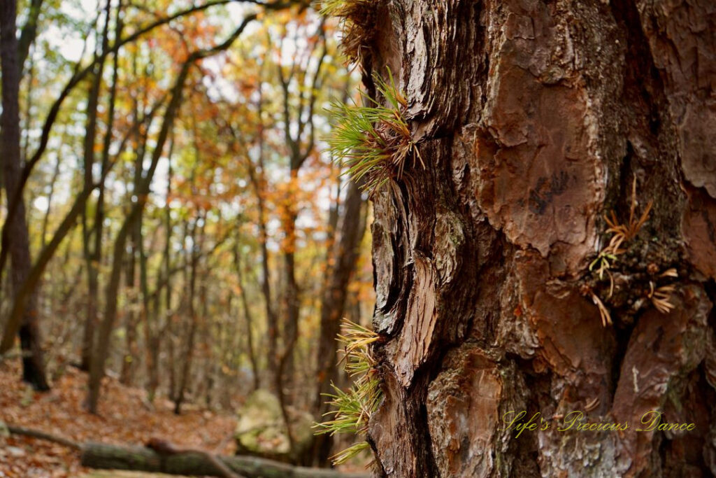 Close up of the side of a pine tree. Trees with colorful leaves in the background.