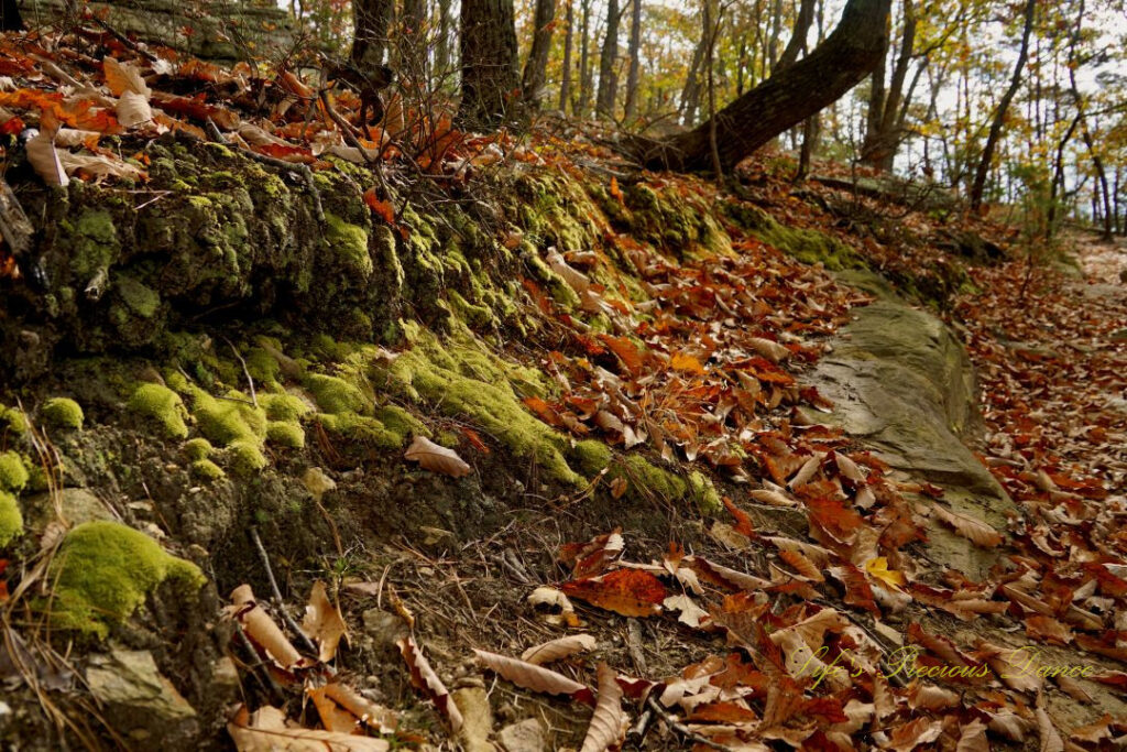 Close up of moss growing on a dirt wall along a trail. Scattered leaves covering the ground.