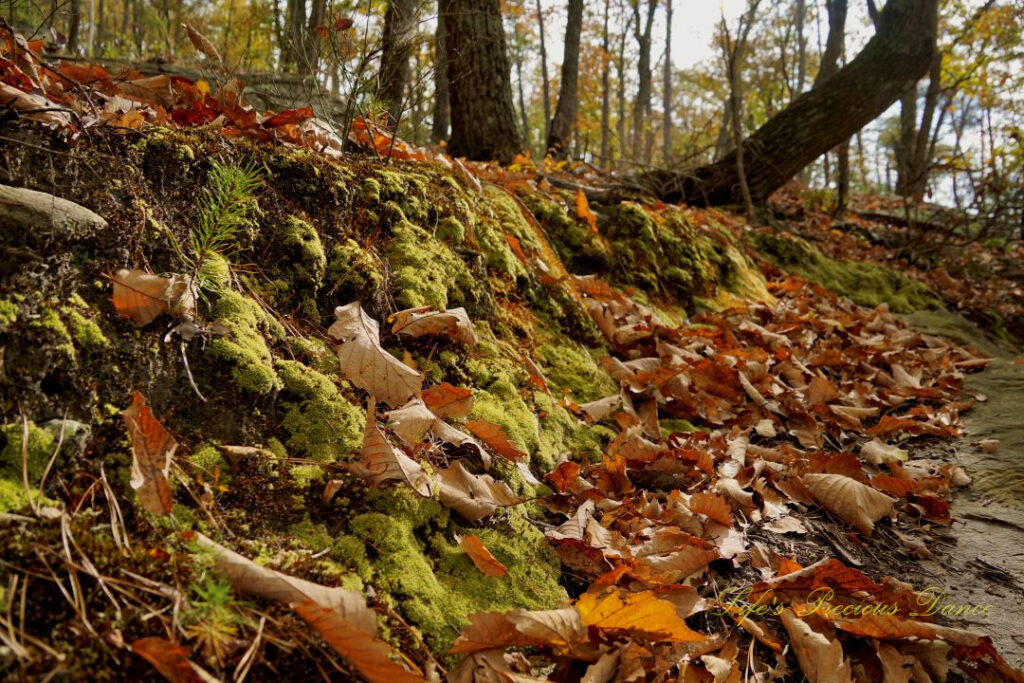 Close up of moss growing on a dirt wall along a trail. Scattered leaves covering the ground.