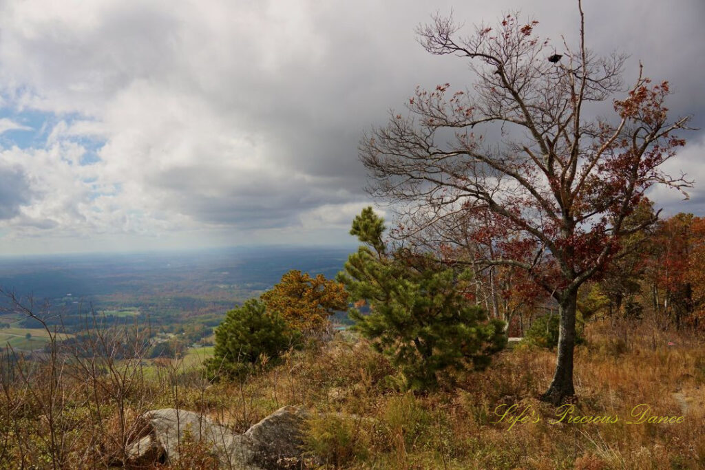 Scattered young pine trees and a near bare hardwood on a hilltop. Partially cloudy skies above and the valley below.