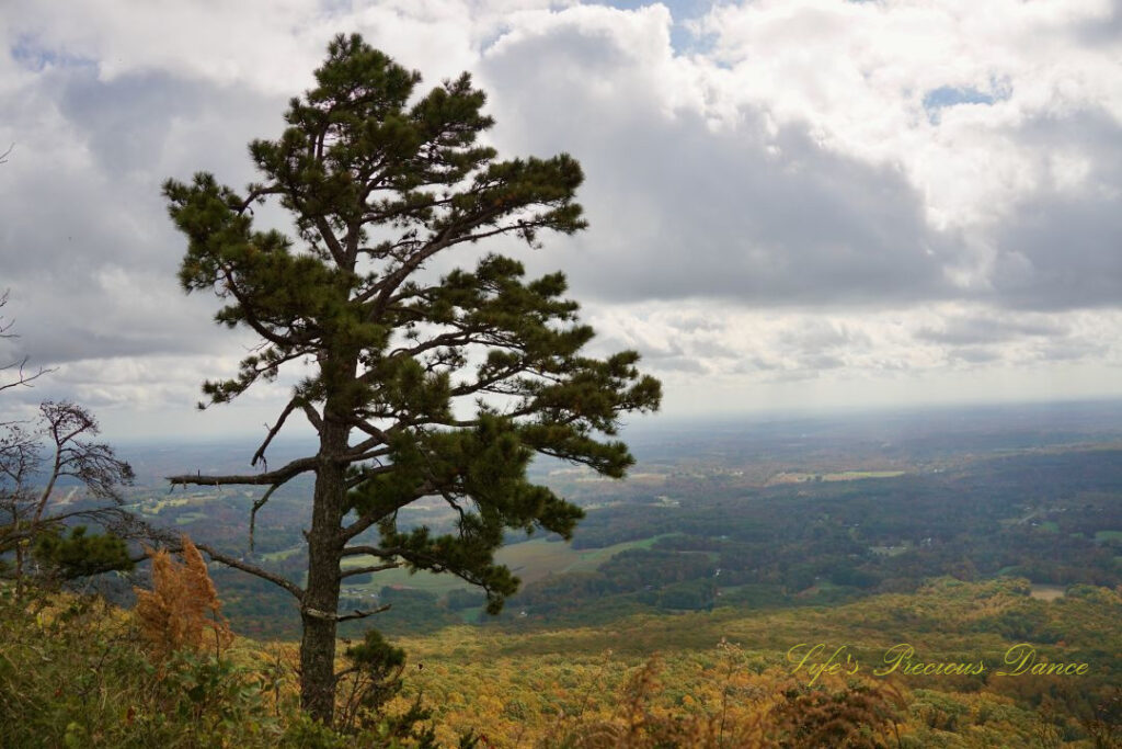 Lone pine tree in front of a landscape view of a valley below Pilot Mountain. Huge fluffy clouds overhead,
