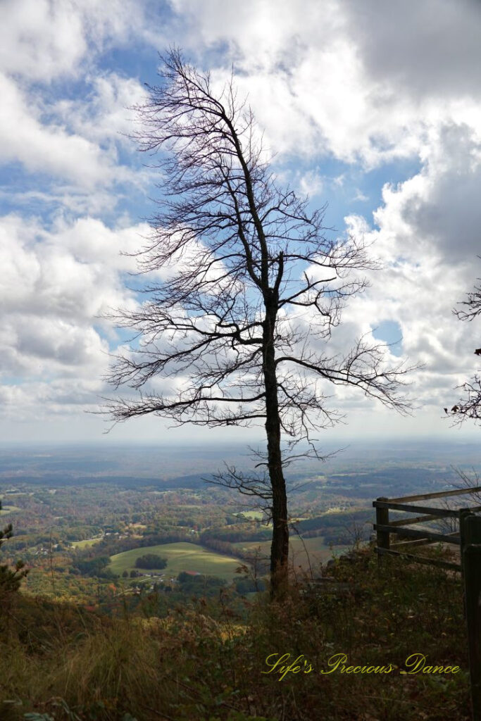 Lone bare tree, beside a viewing deck. Fluffy passing clouds above the valley below.