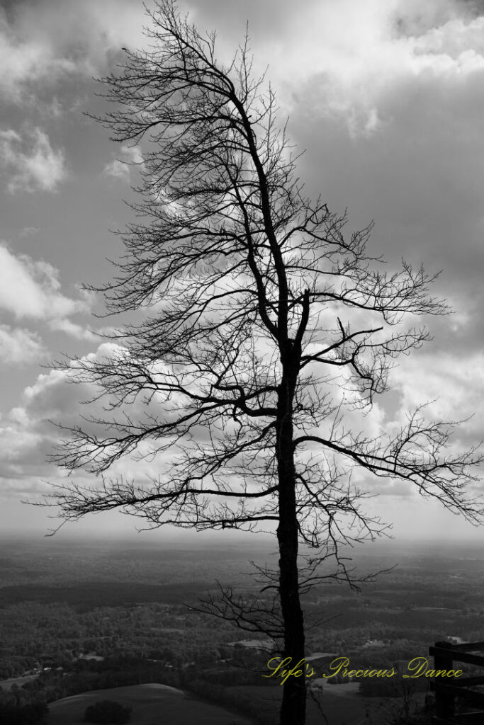 Black and white lone bare tree, beside a viewing deck. Fluffy passing clouds above the valley below.