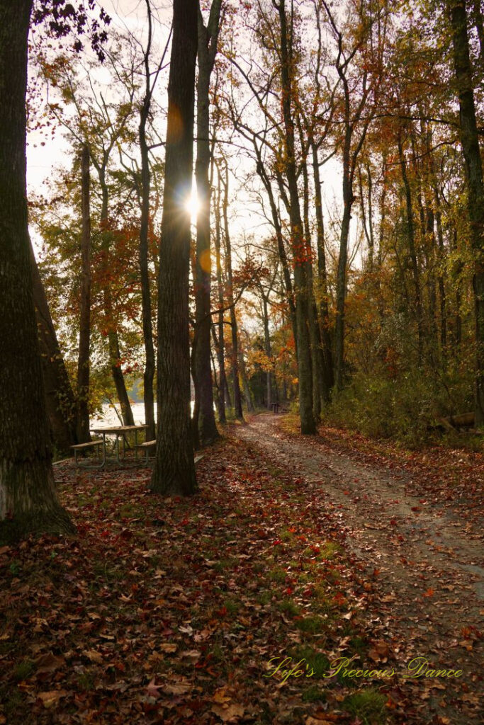 Colorful trees along a nature trail beside the Catawba River. Scattered leaves on the ground and the morning sun peaking through the trees.