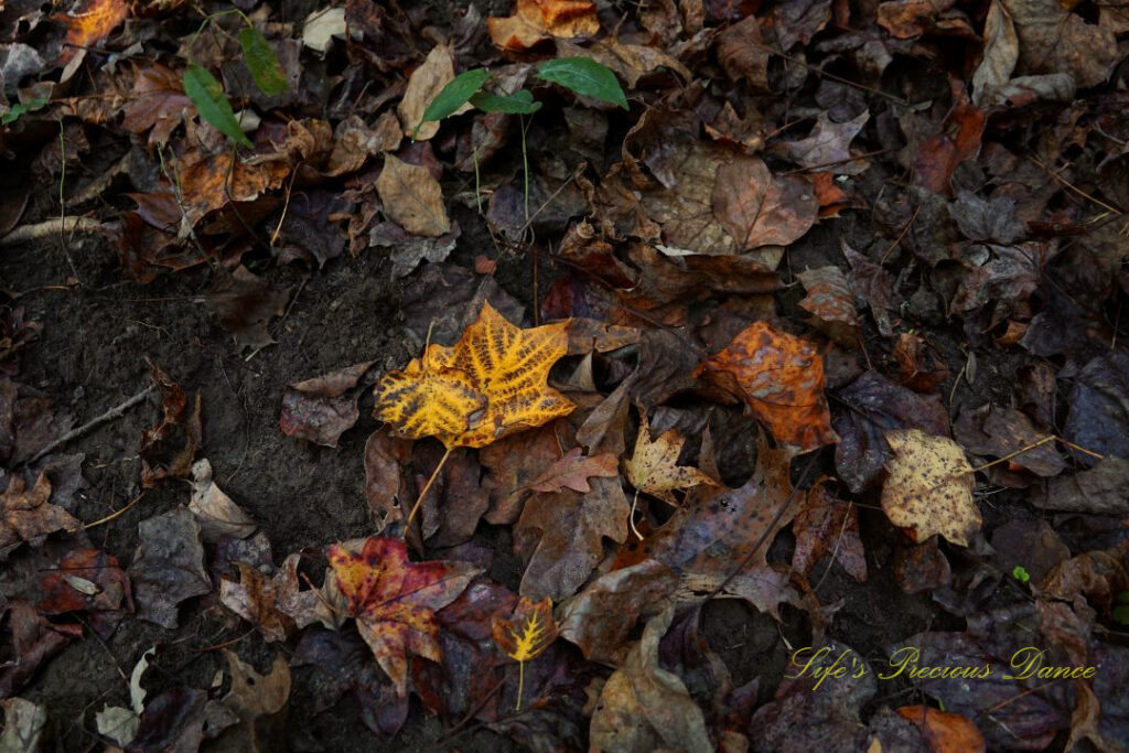 Colorful leaves scattered about the ground.