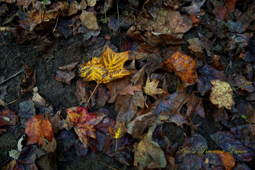 Colorful leaves scattered about the ground.
