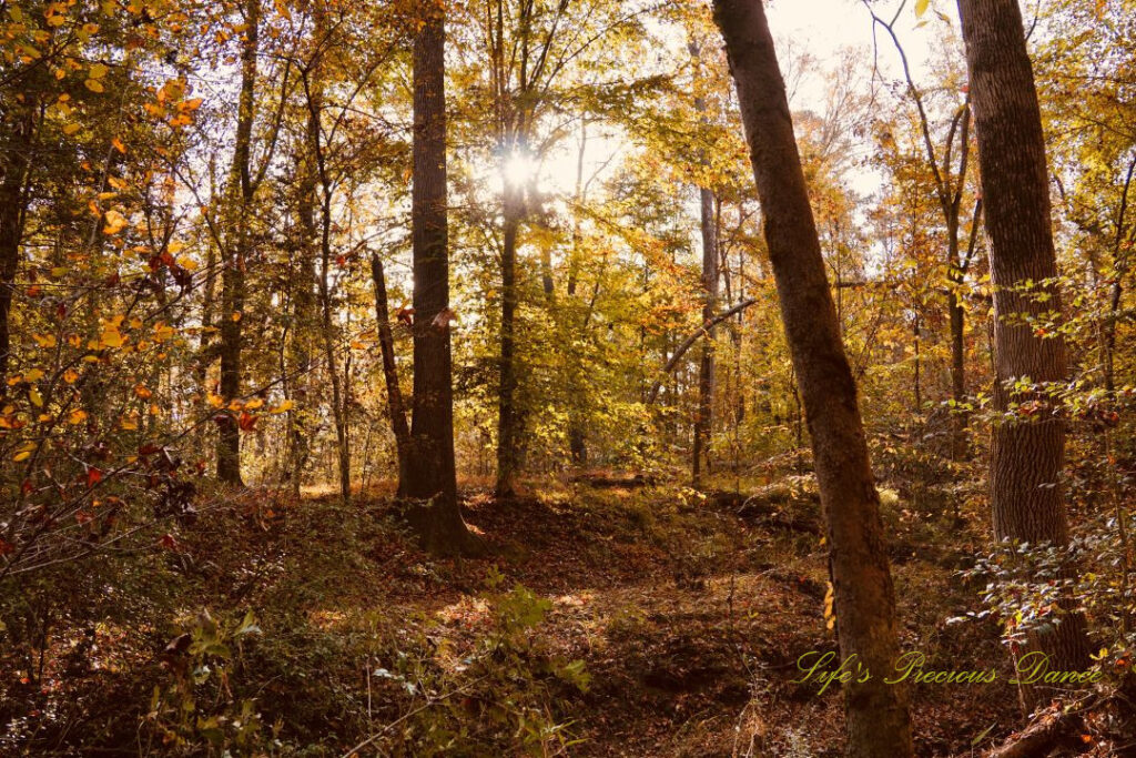 Sun sparkling through colorful trees along a trail at Landsford Canal State Park