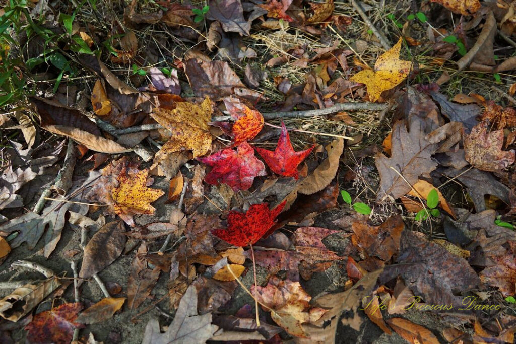 Colorful leaves scattered about the ground.