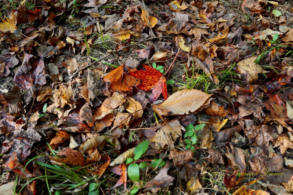 Colorful leaves scattered about the ground.