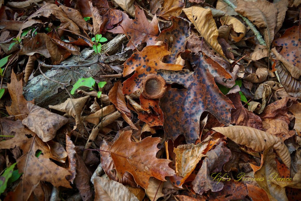 Colorful leaves scattered about the ground. A lone large acorn shell in the middle of the scene.