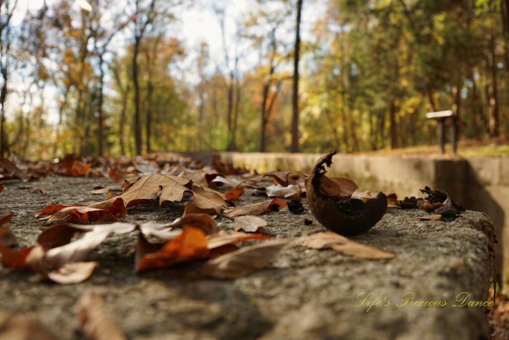 Close up of leaves and a walnut shell along a stone surface. Colorful trees in the background.