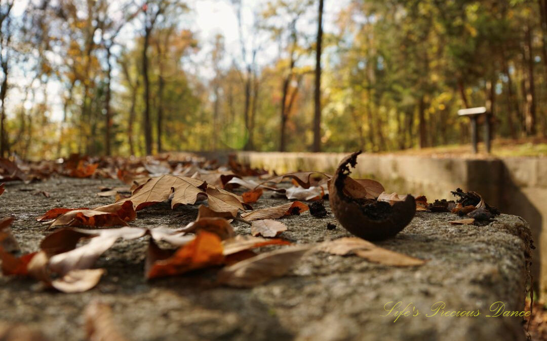 Close up of leaves and a walnut shell along a stone surface. Colorful trees in the background.