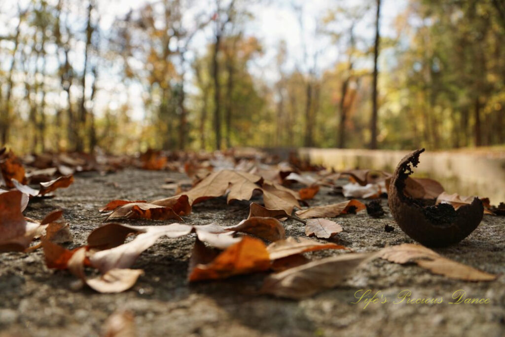 Close up of leaves and a walnut shell along a stone surface. Colorful trees in the background.