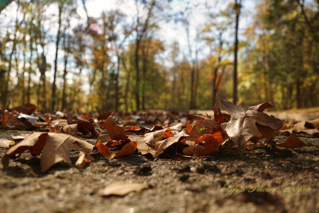 Close up of leaves along a stone surface. Colorful trees in the background.