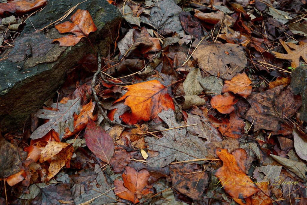 Colorful wet leaves lying on the ground at Paris Mountain State Park.